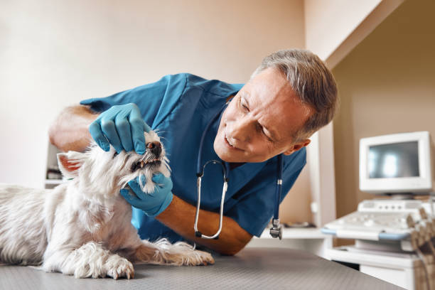 Best 24-Hour Emergency Dentist in Hampton, IL